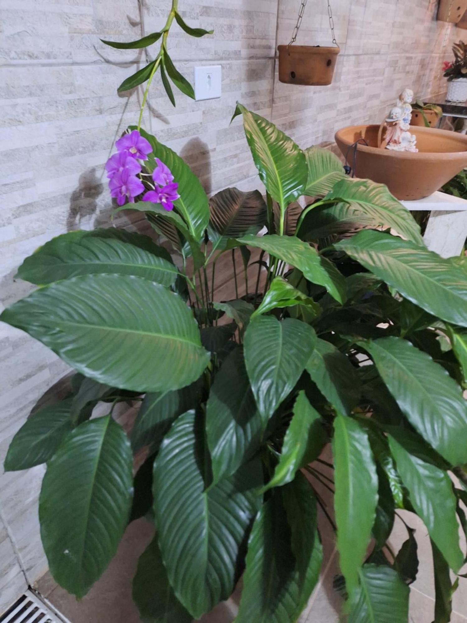 Cantinho Da Paz 尼泰罗伊 客房 照片